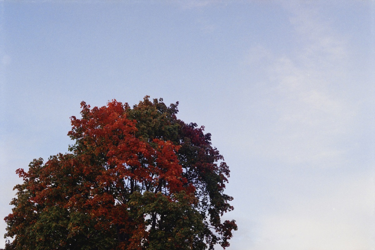 Autumn tree with vivid red foliage against a pale sky