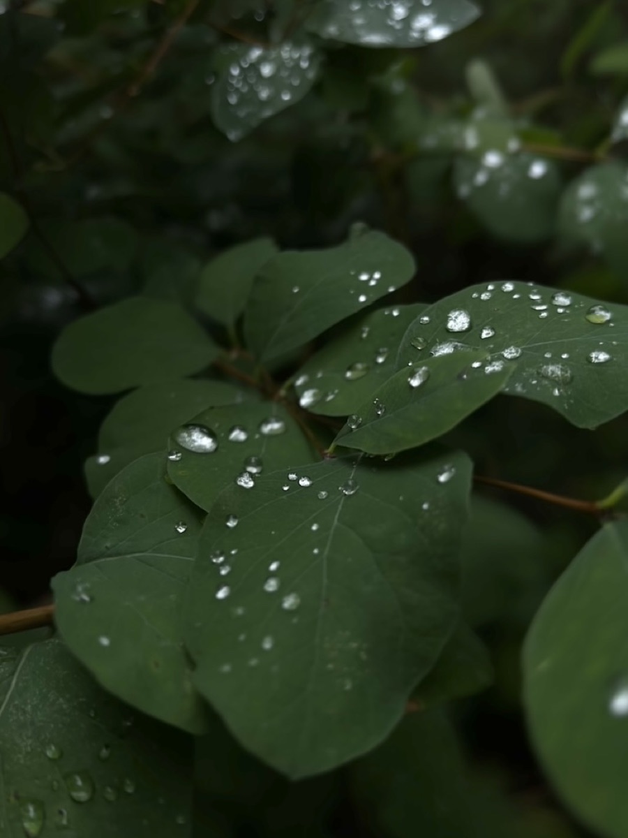 Close-up of rain-covered leaves