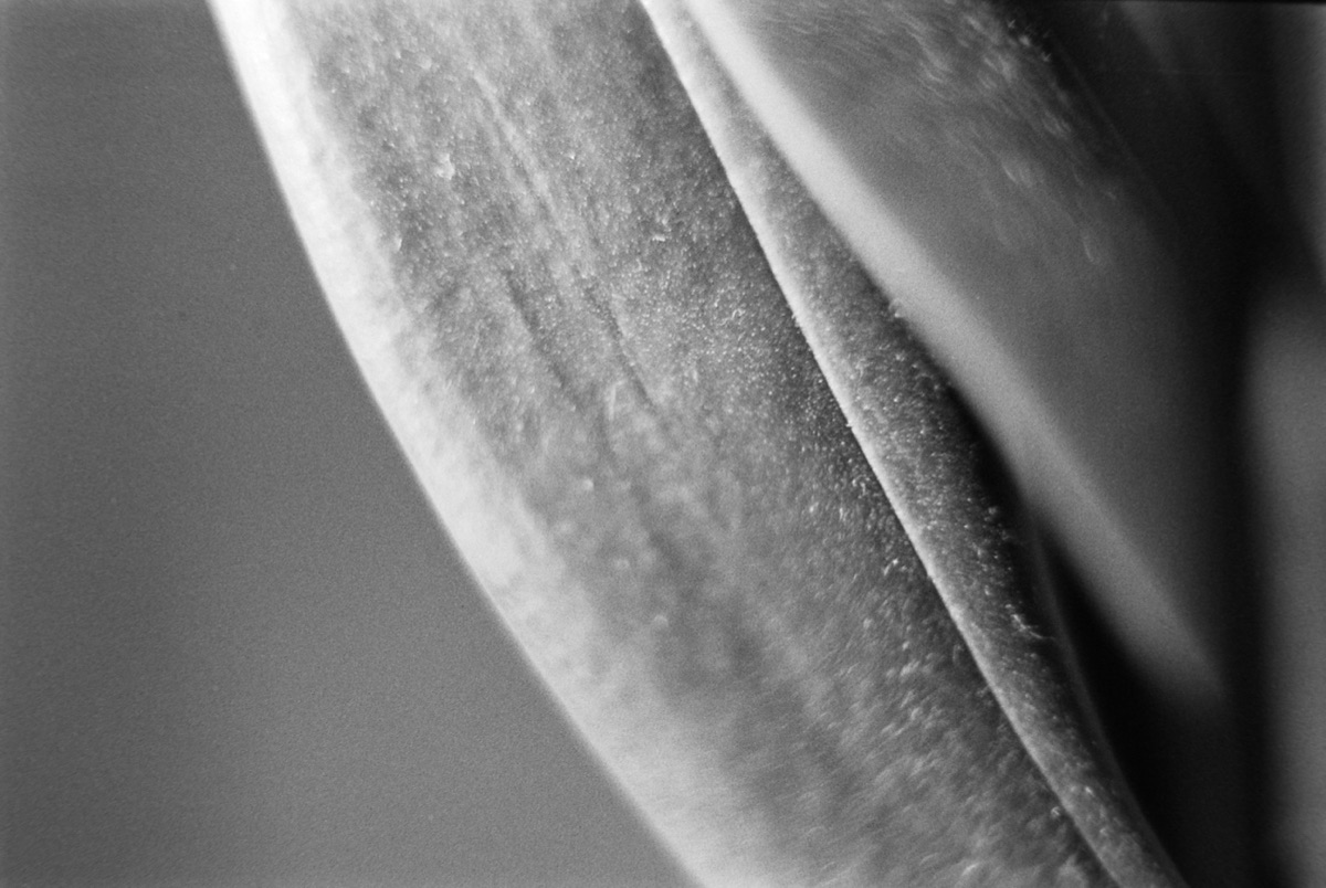Abstract plant texture in black and white