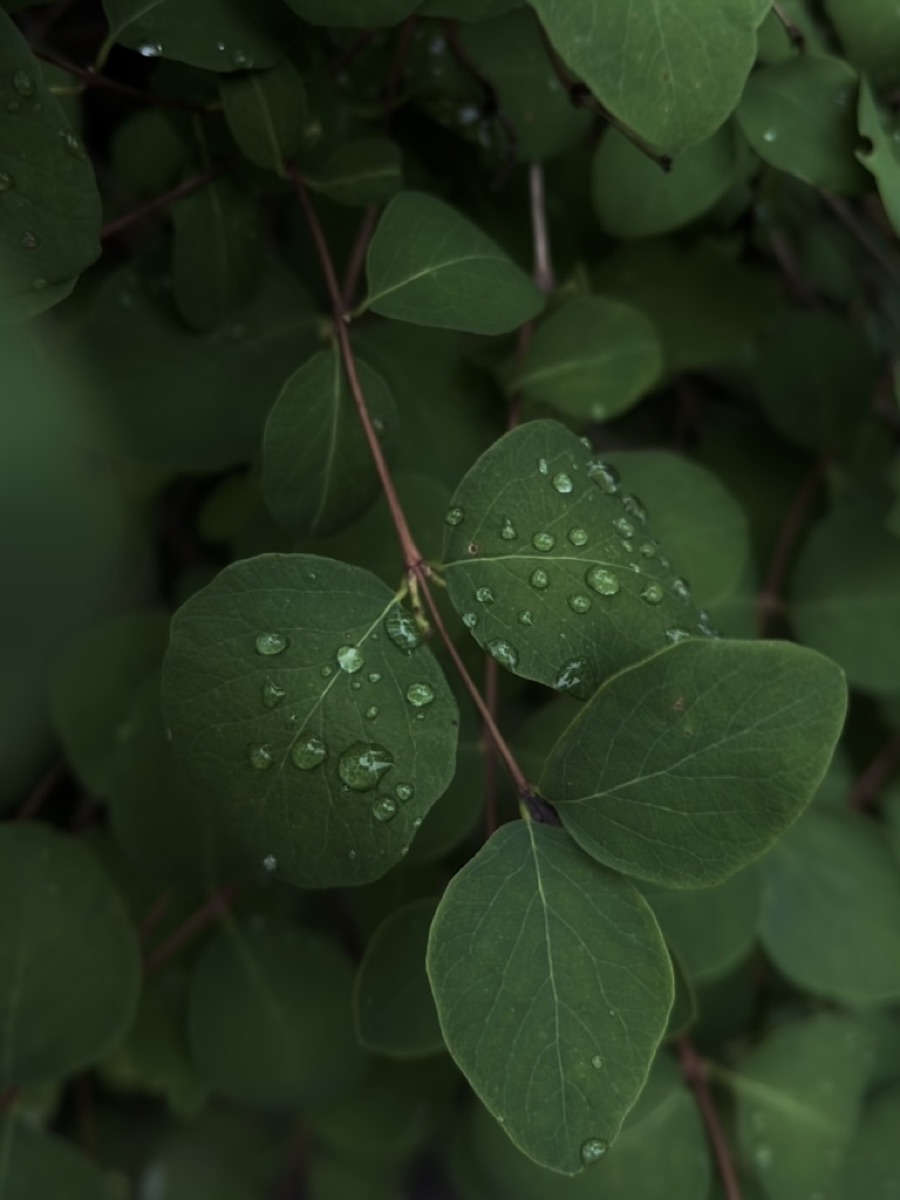 Raindrops resting on green leaves